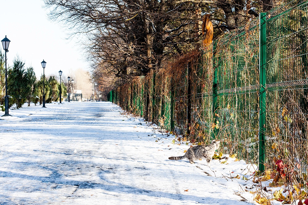 Первый снег, кошка на охоте
