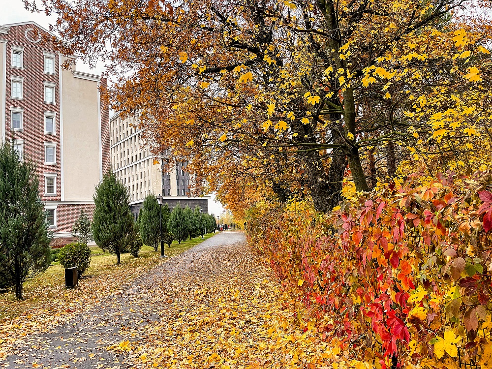 Осенние улицы парка